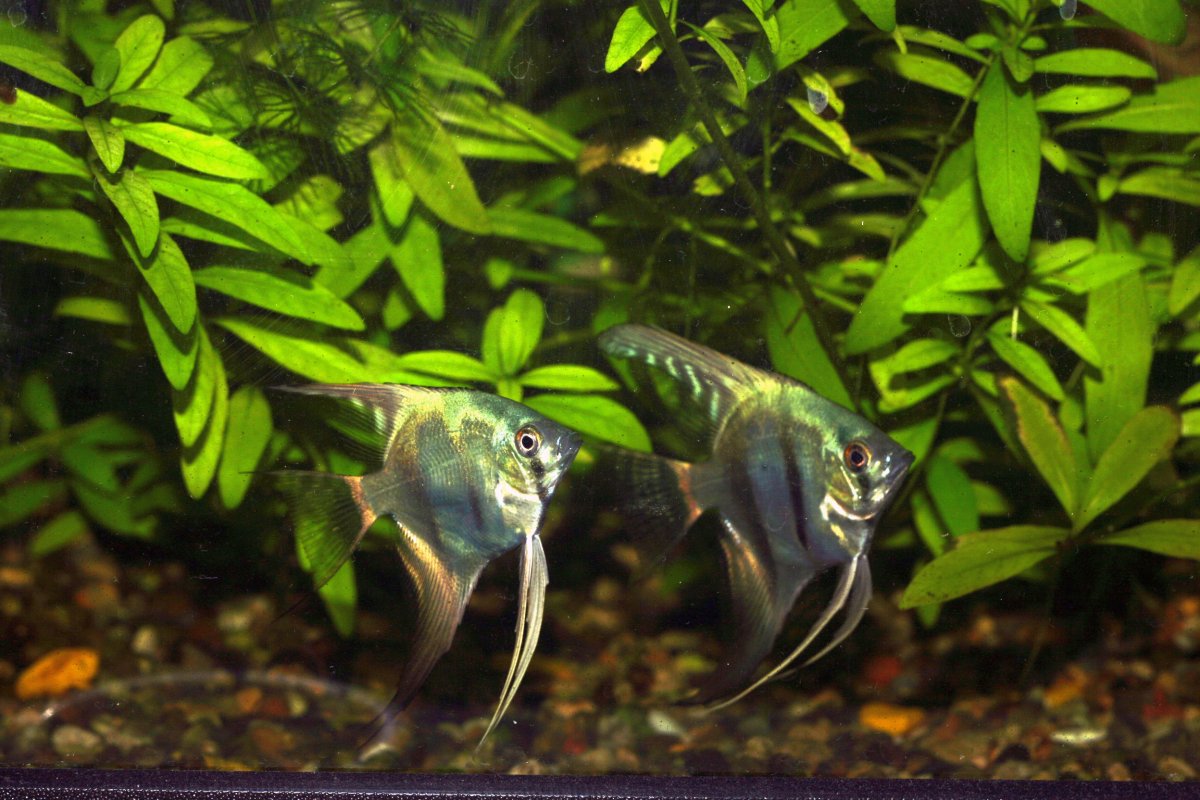 Скалярия призрак-дымчатый