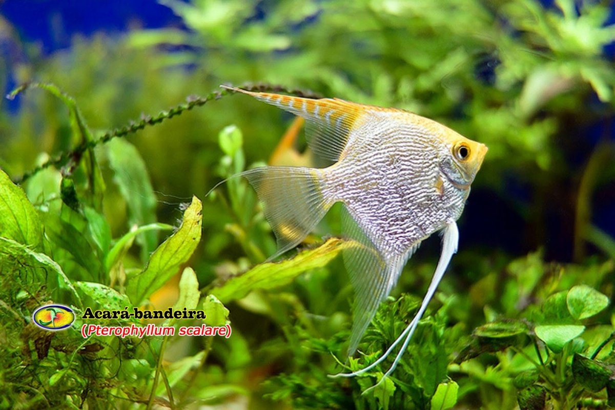 Скалярия Золотая