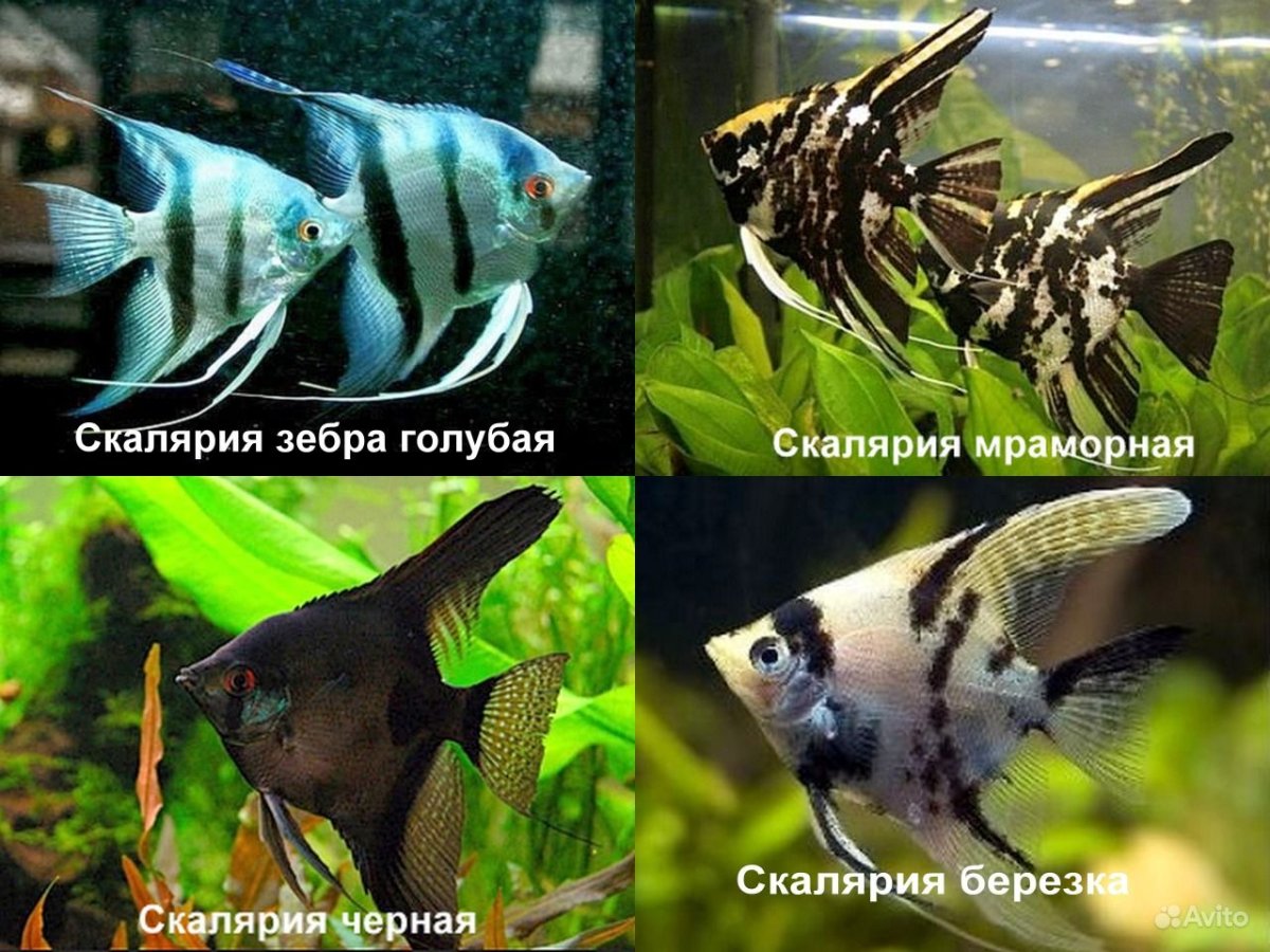 Скалярии гло