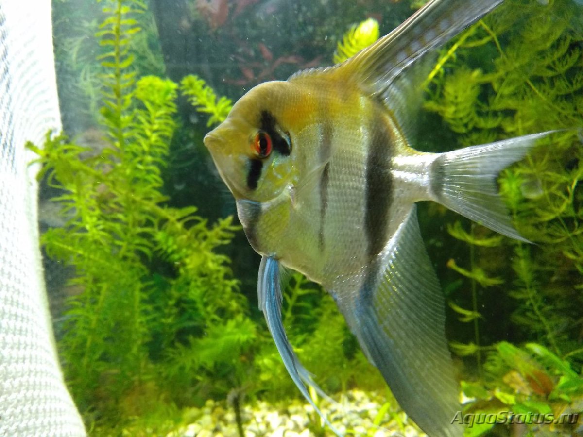 Скалярия пол