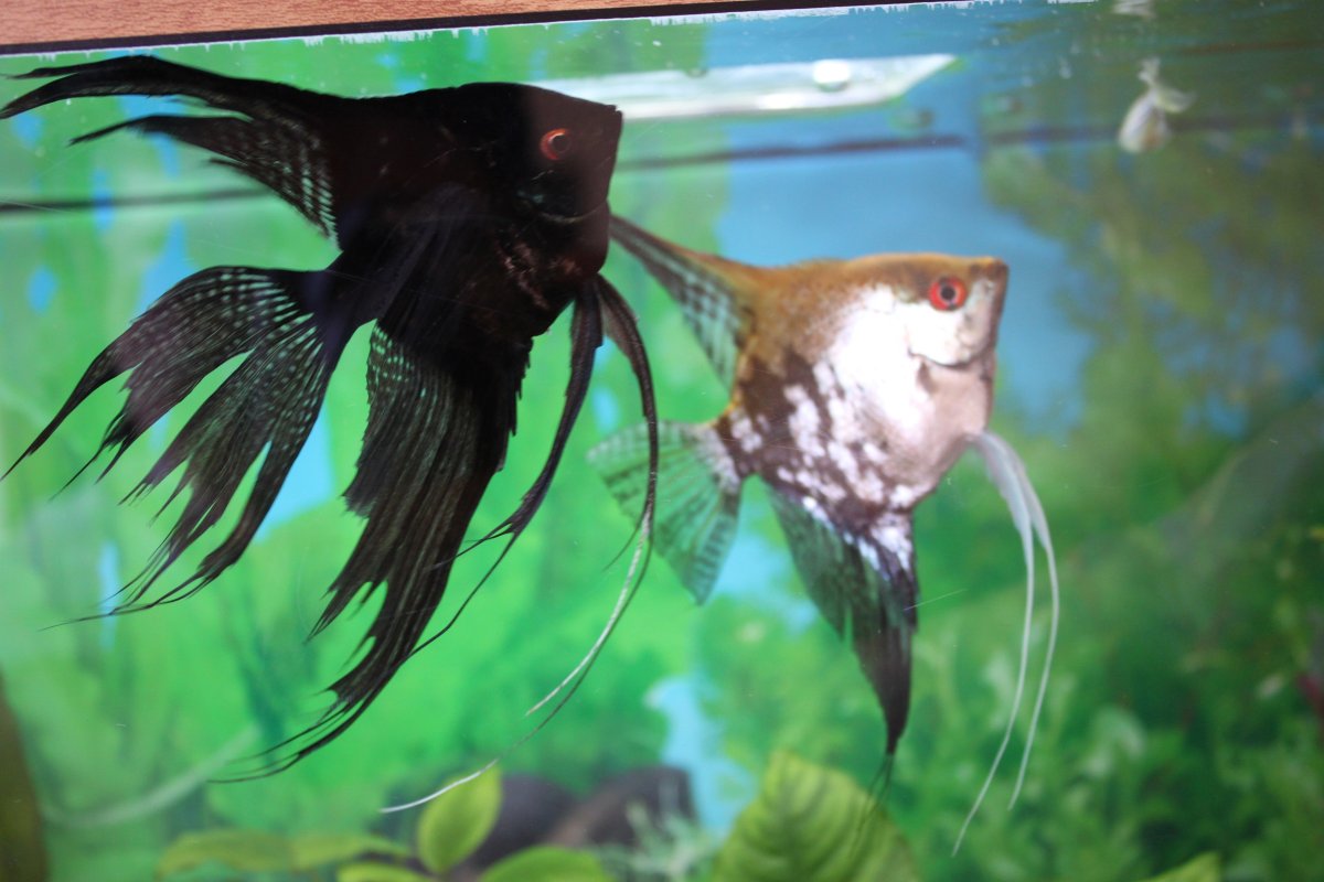 Скалярия самка