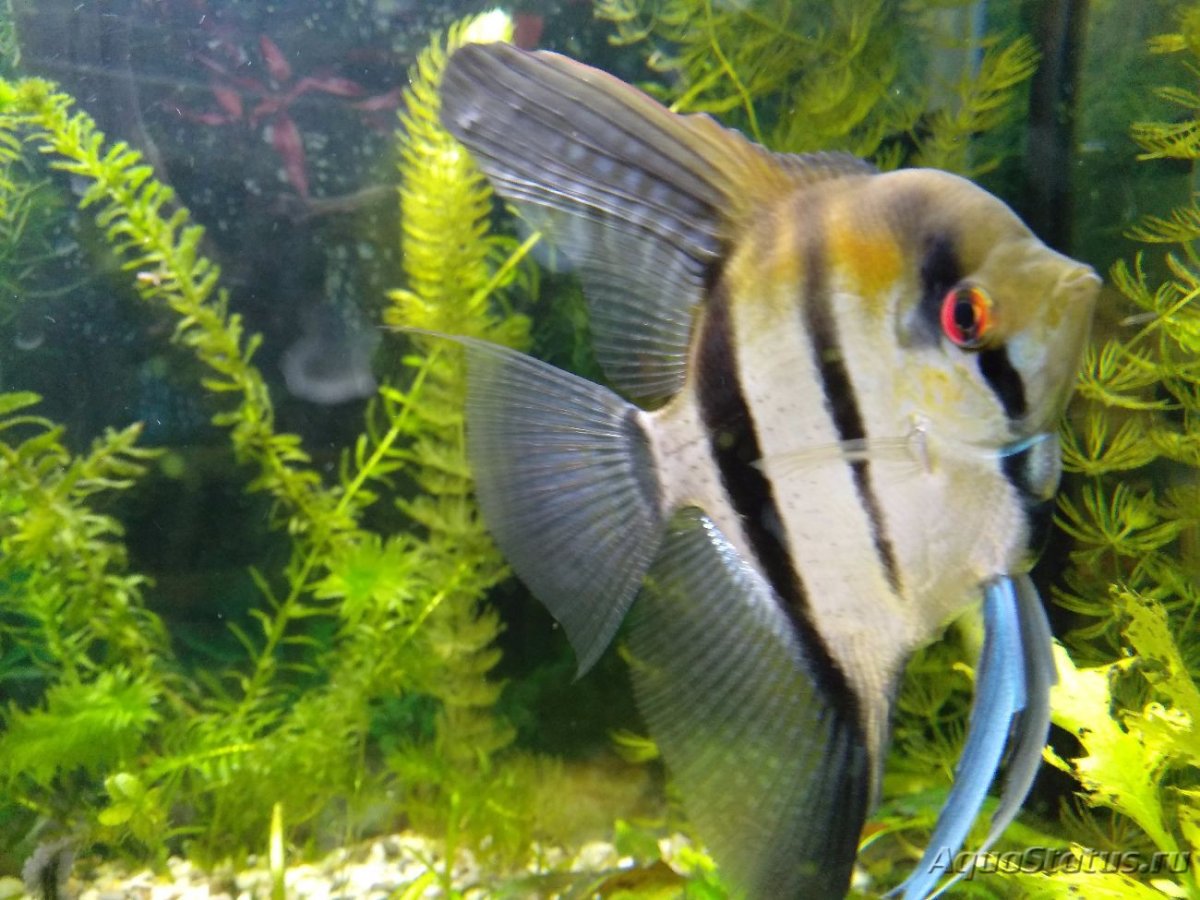 Скалярия пол