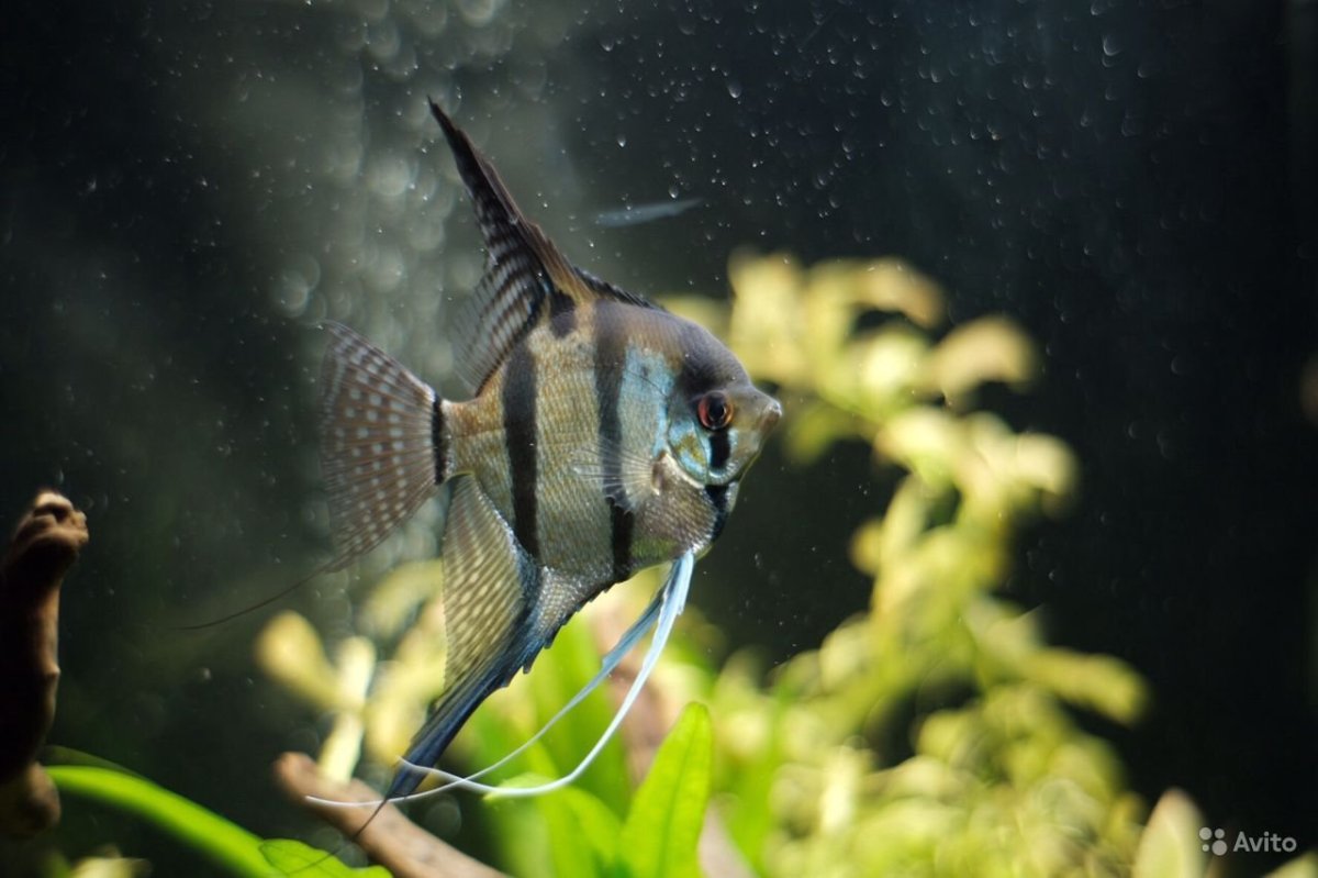 Скалярия Нанай