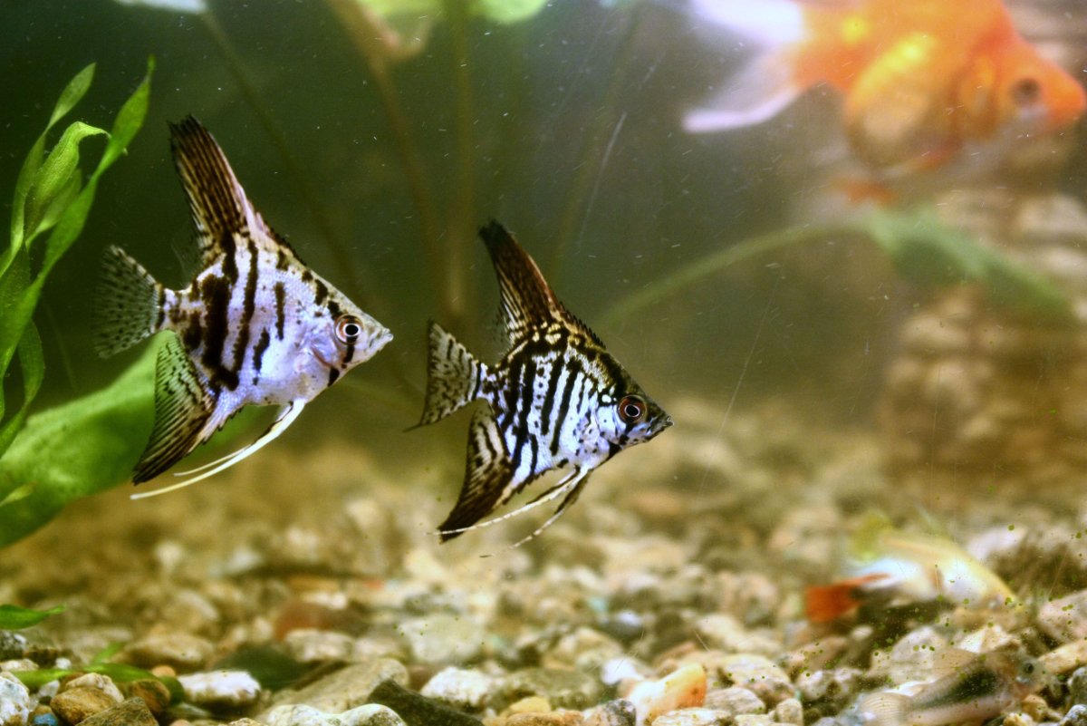 Скалярис рыбка аквариумная