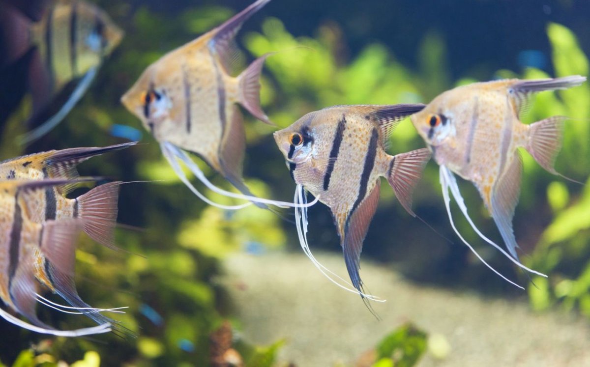 Рыбка Скалярия