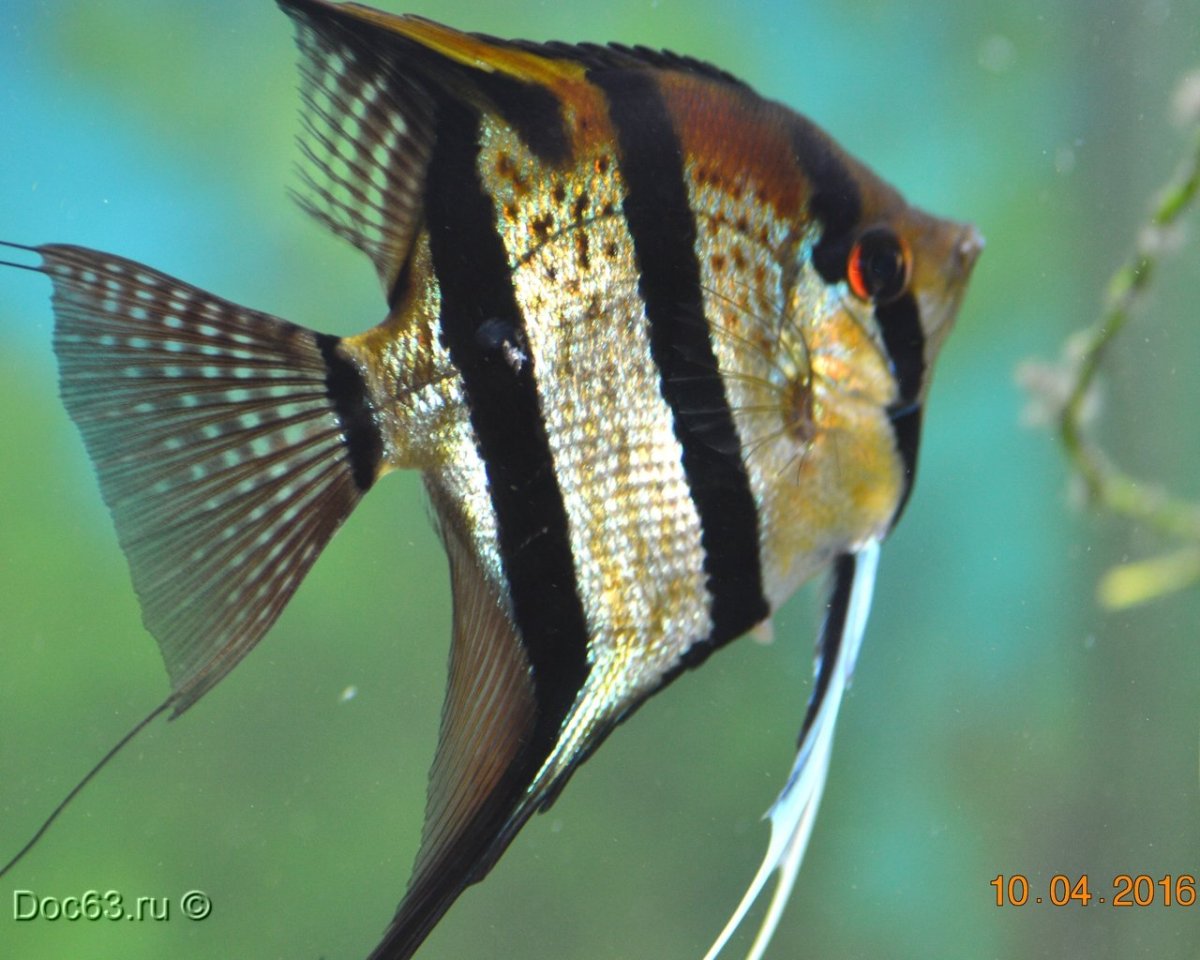 Скалярия перуанский Альтум