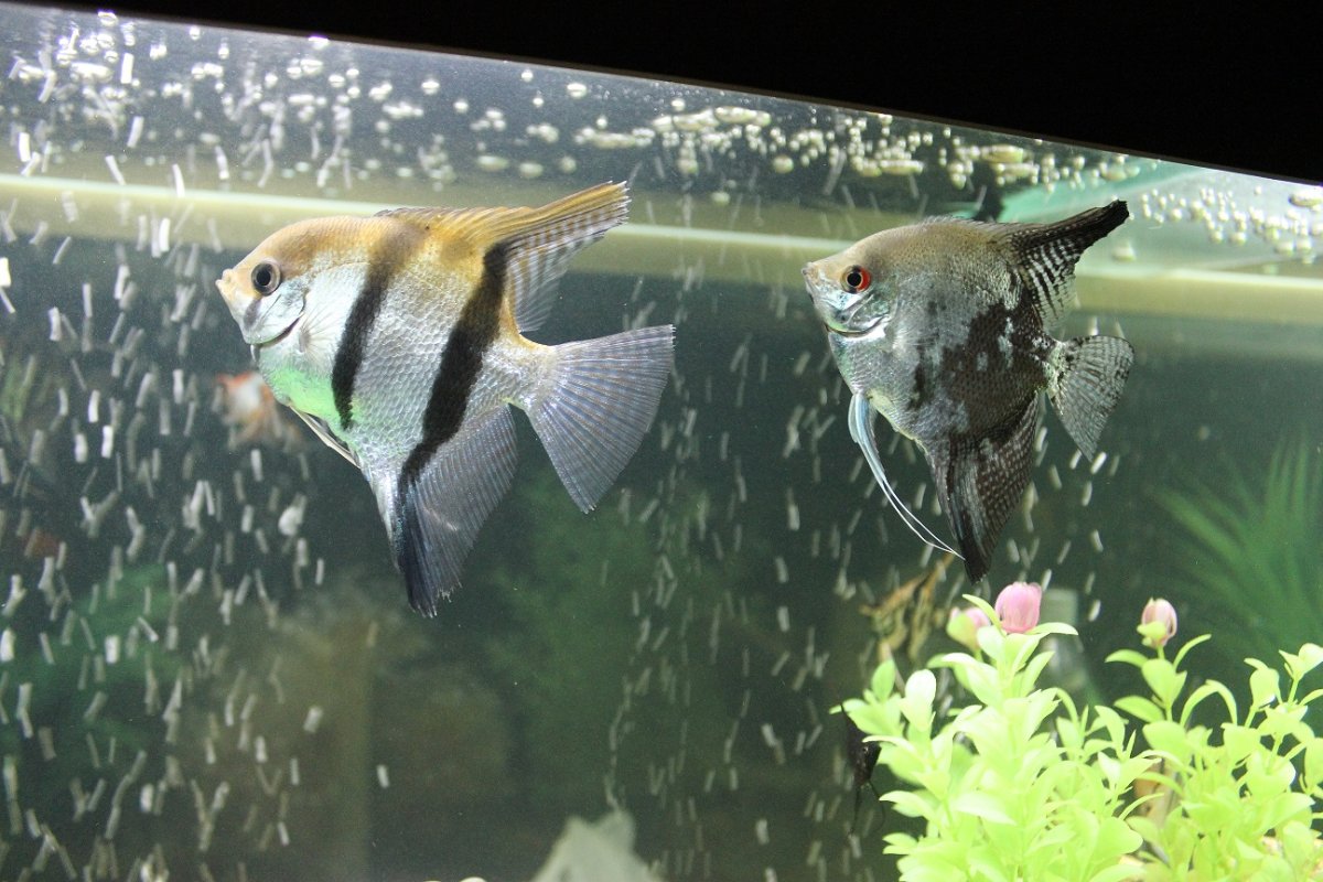 Скалярия Дюмериля