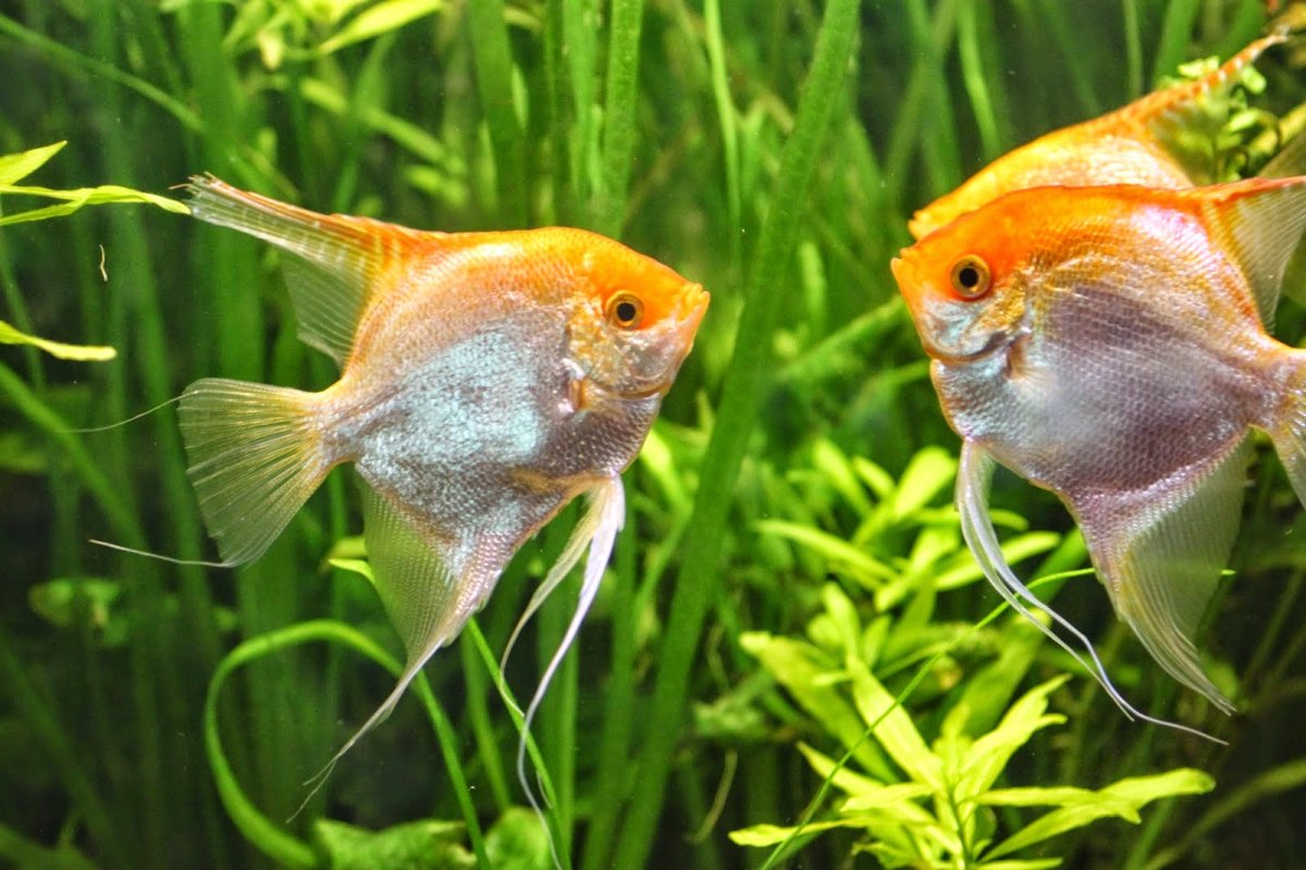 Рыбка аквариумная Скалярия "Арлекино