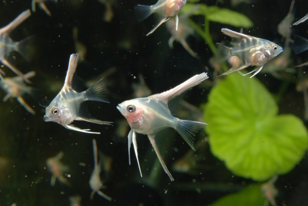 Мальки скалярии