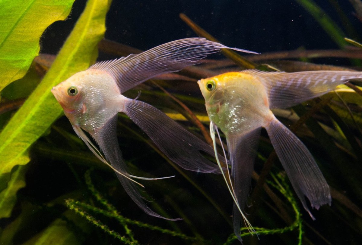 Скалярия вуалевая