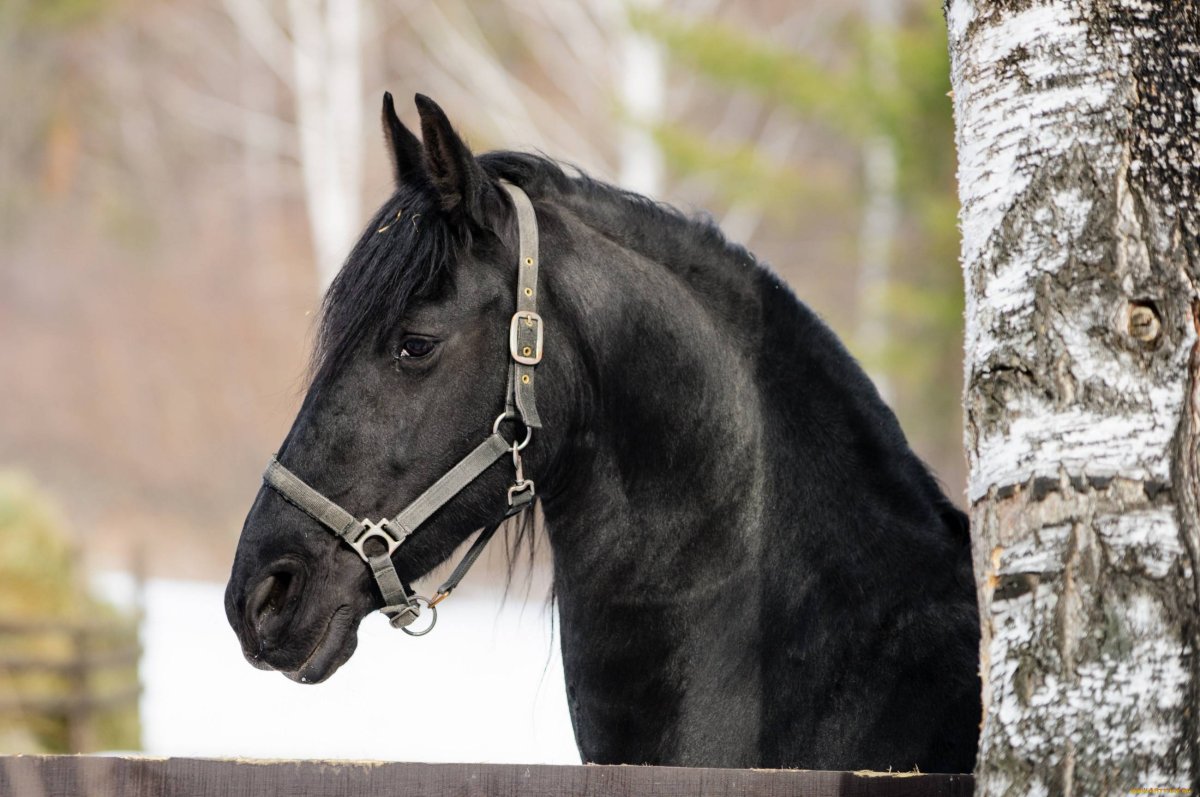 Вороная масть лошади