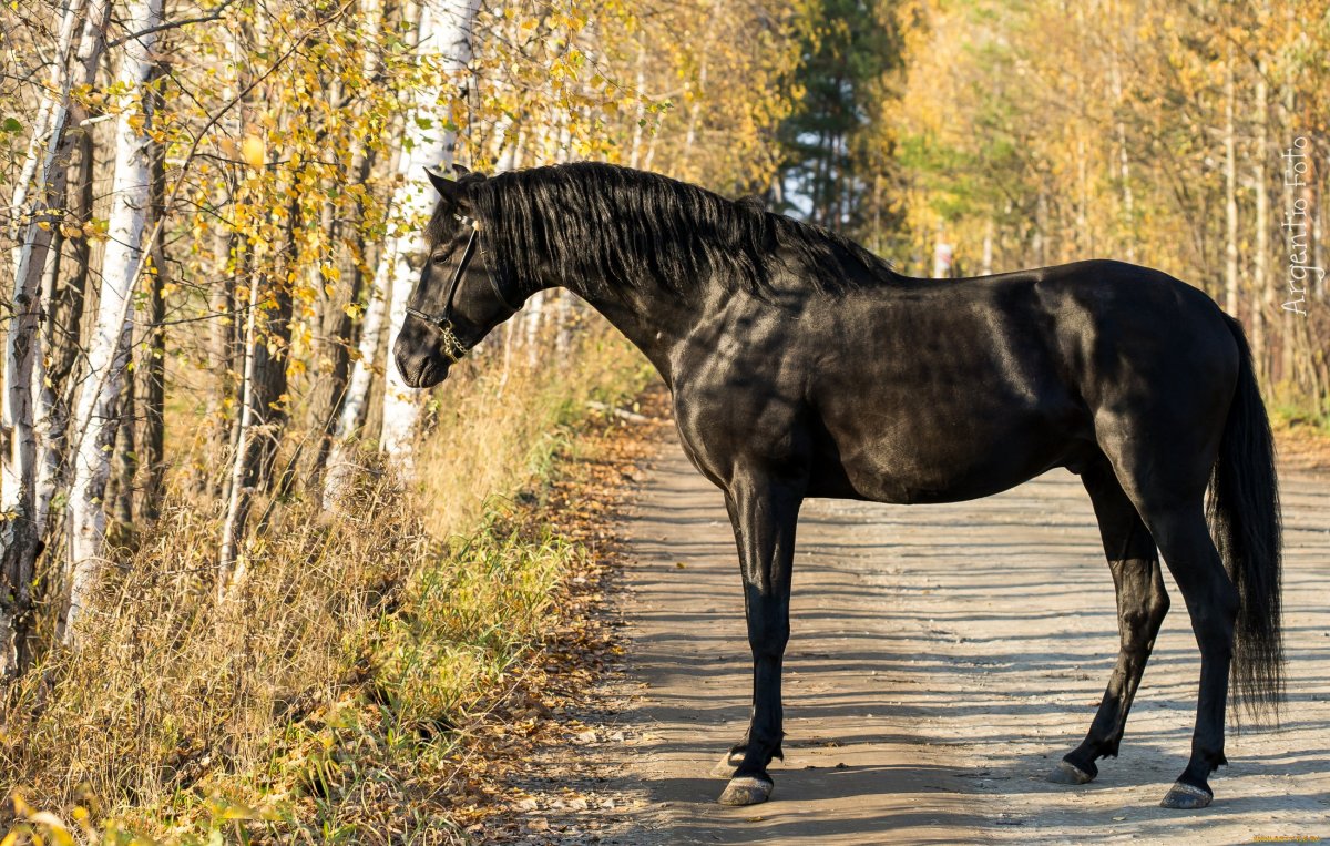Фризская лошадь гнедая