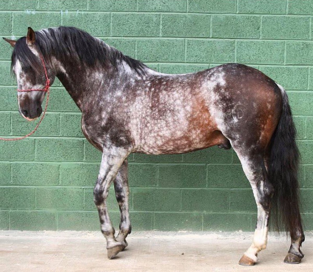 Сабино масть лошади