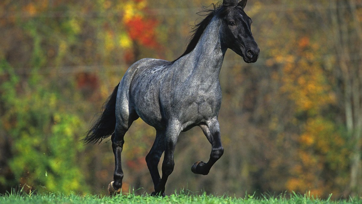 Вороно Чалая лошадь