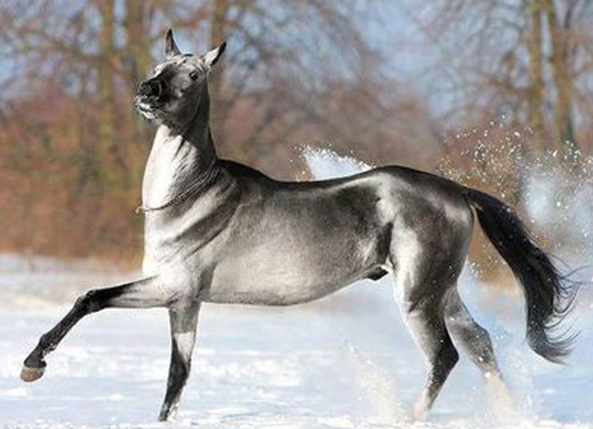 Серебристо-Буланая масть лошади