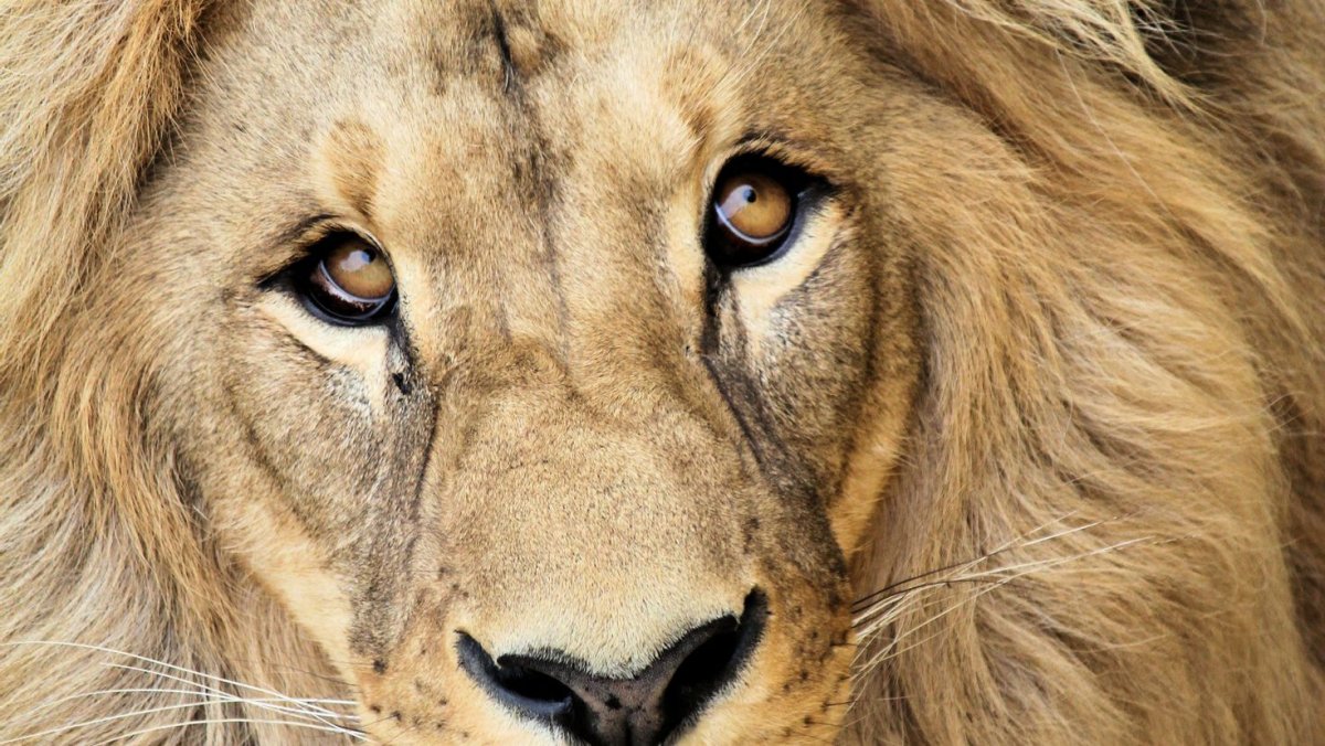 Лев картинки красивые