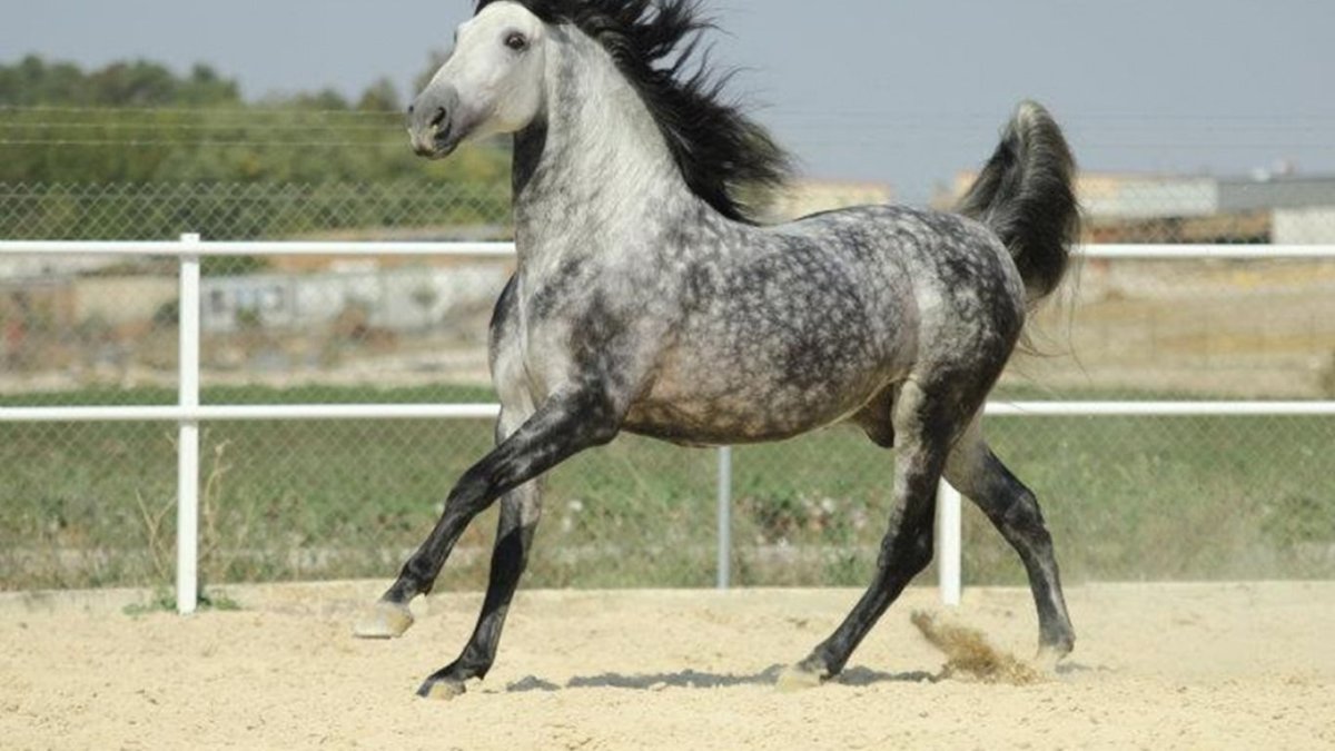 Маленькая белая в яблоках лошадка