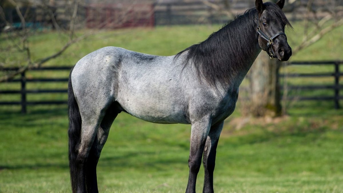 Мышастая масть лошади