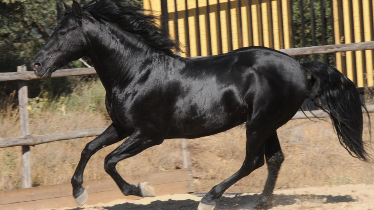 Черный конь