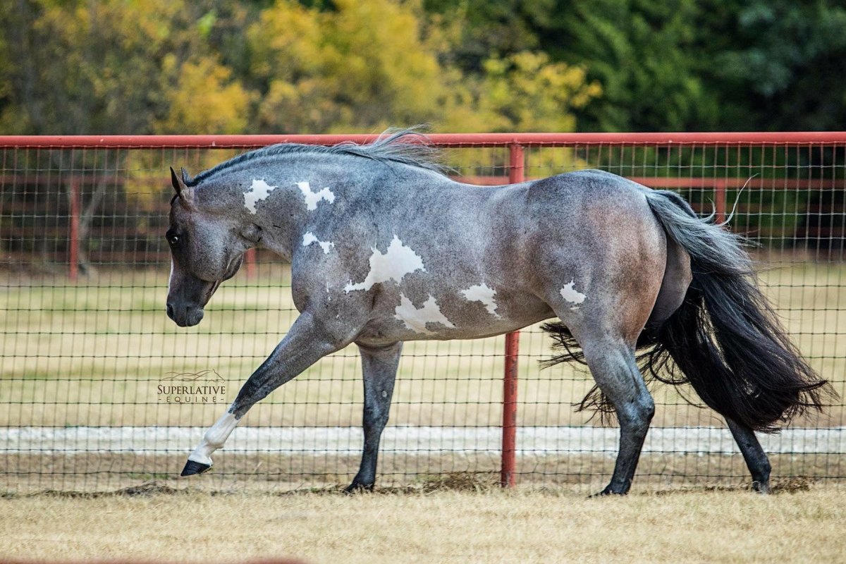Вороно-Чалая масть