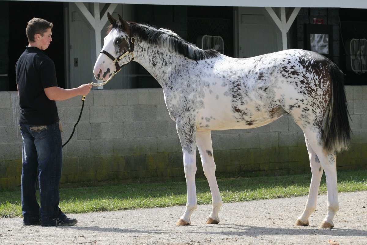 Аппалуза Сабино