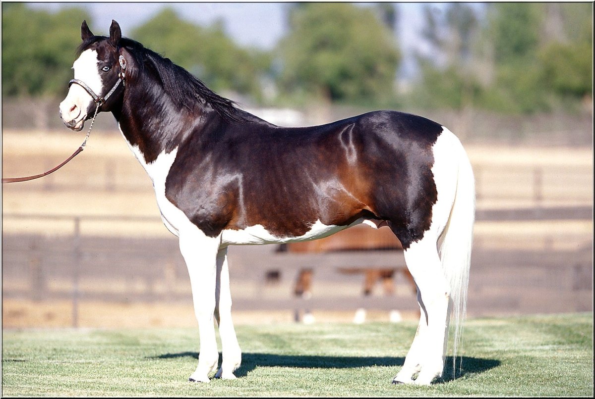 Сплешед Уайт