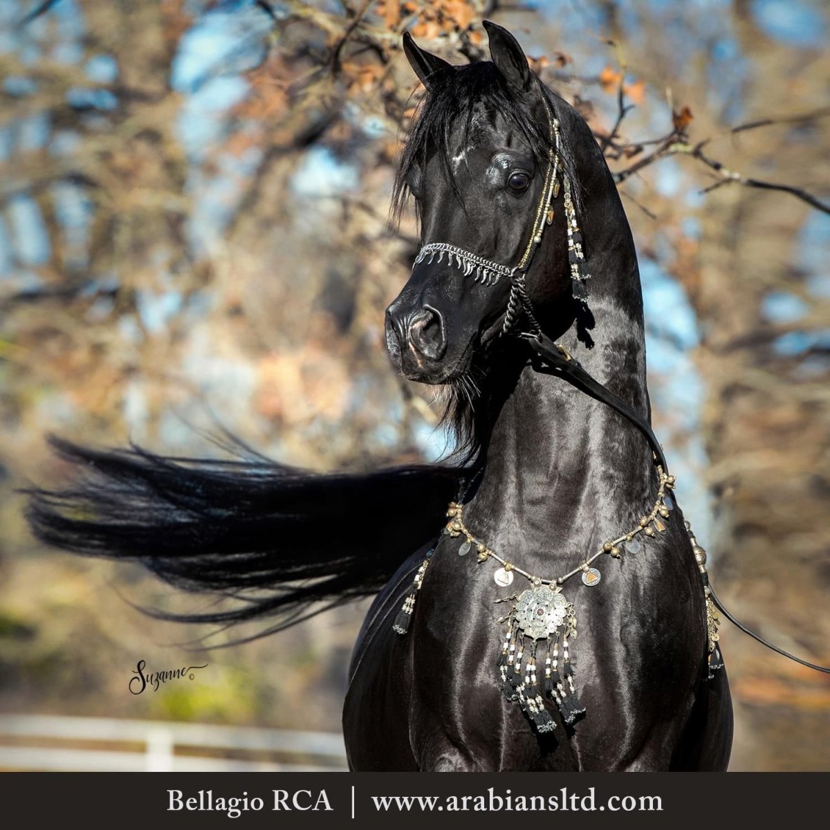 Арабская лошадь Вороная