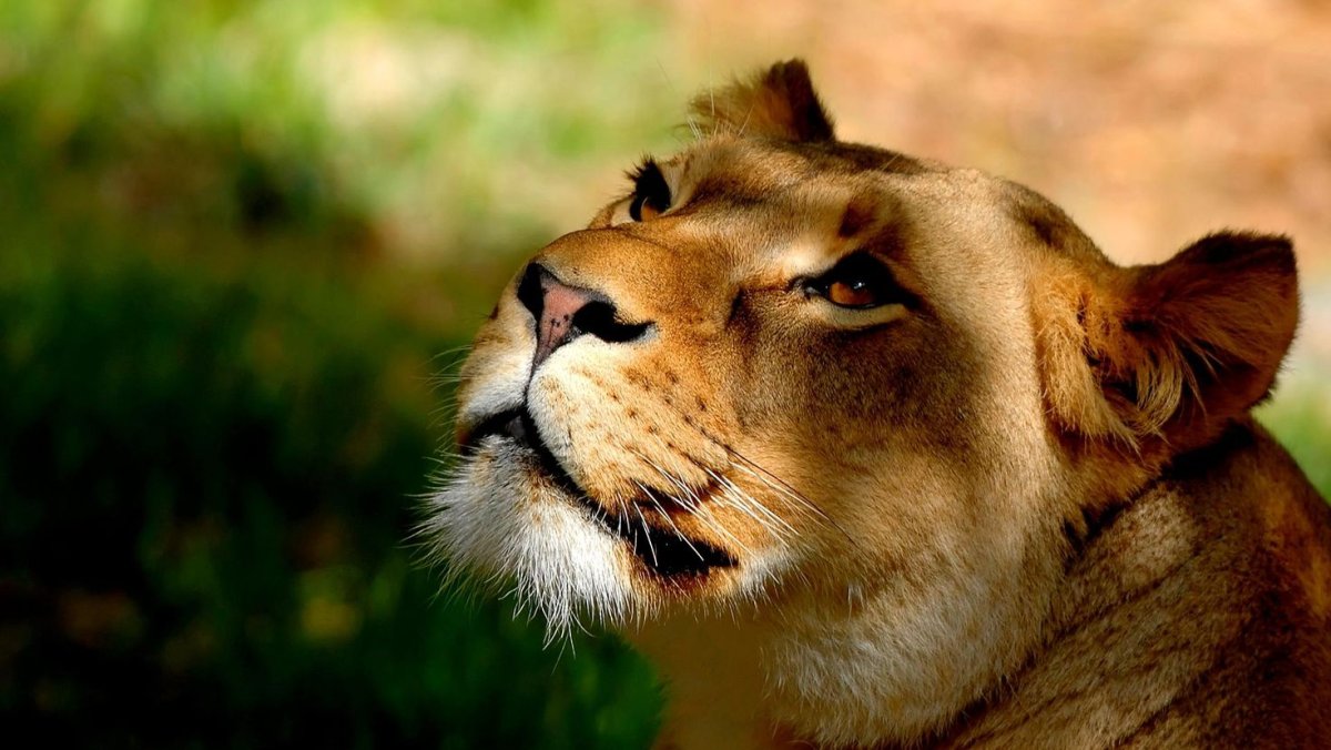 Зрачок Льва