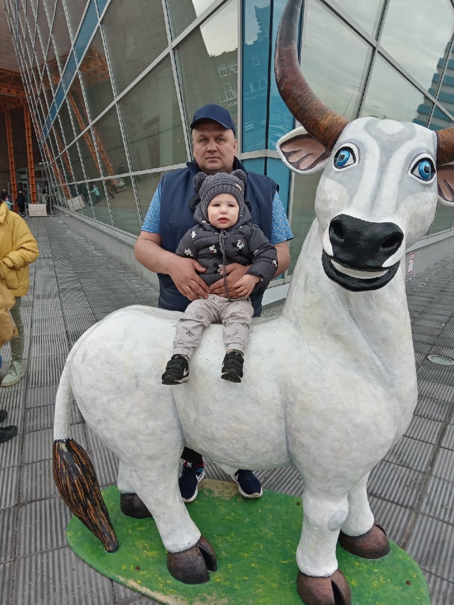 Порода Айова теленок