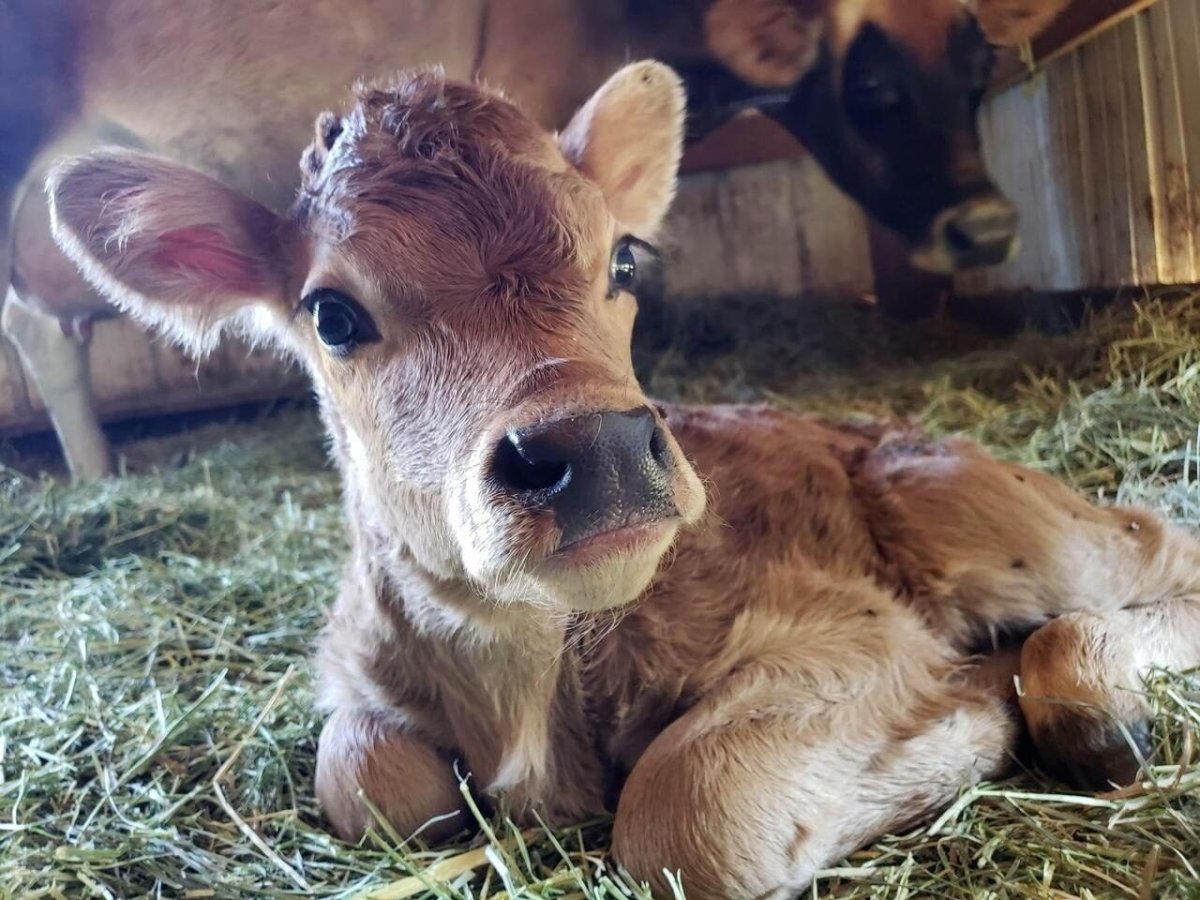 Смешная корова мультяшная
