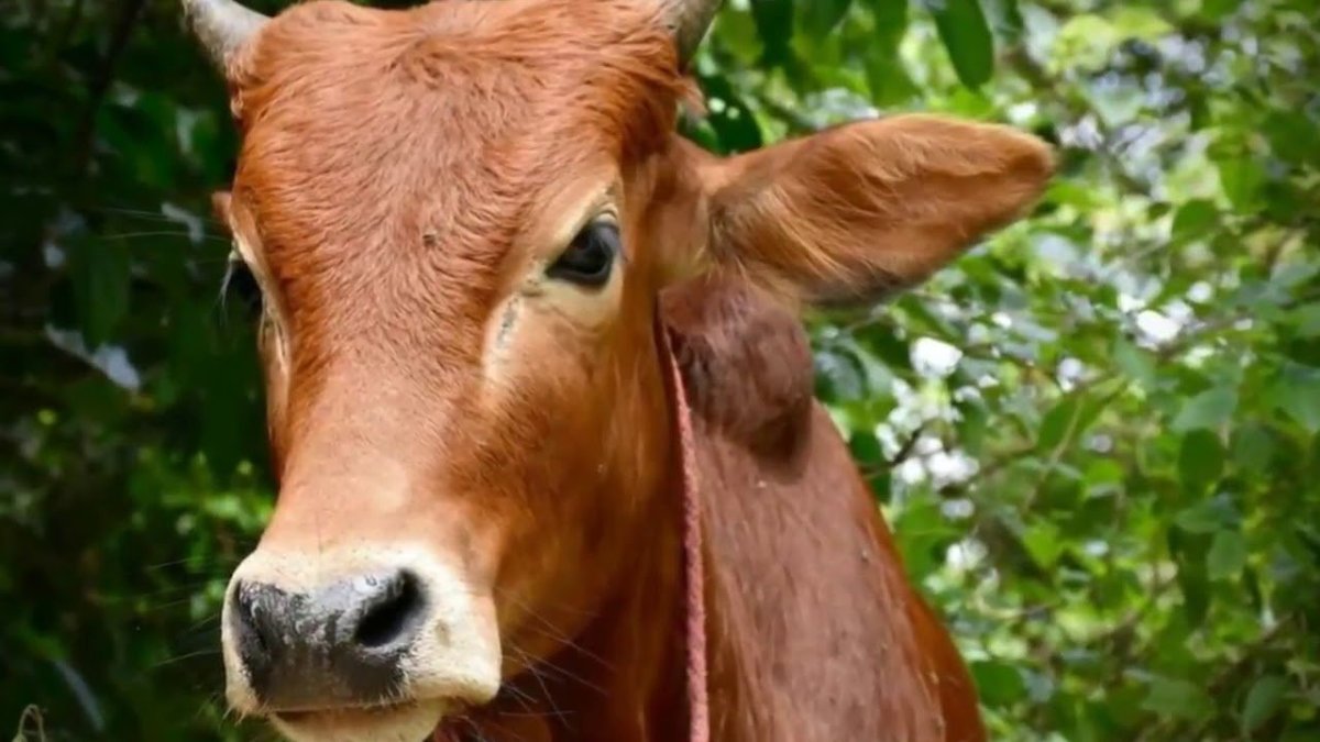 Озвучка мультфильма про теленка