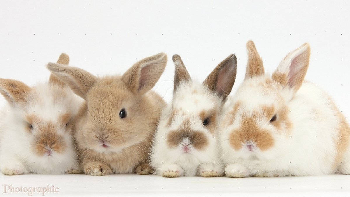 Несколько кроликов