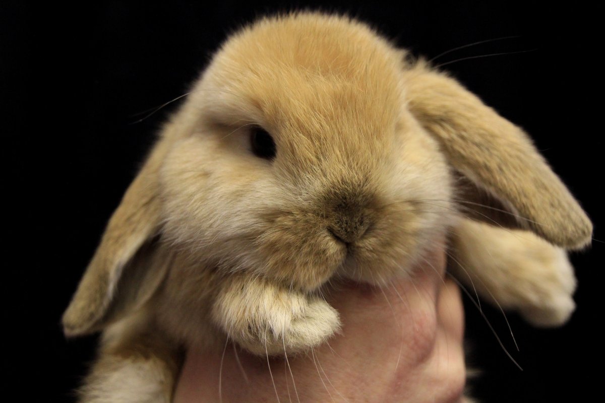 Маленькие кролики