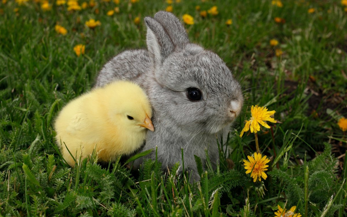 Милый кролик