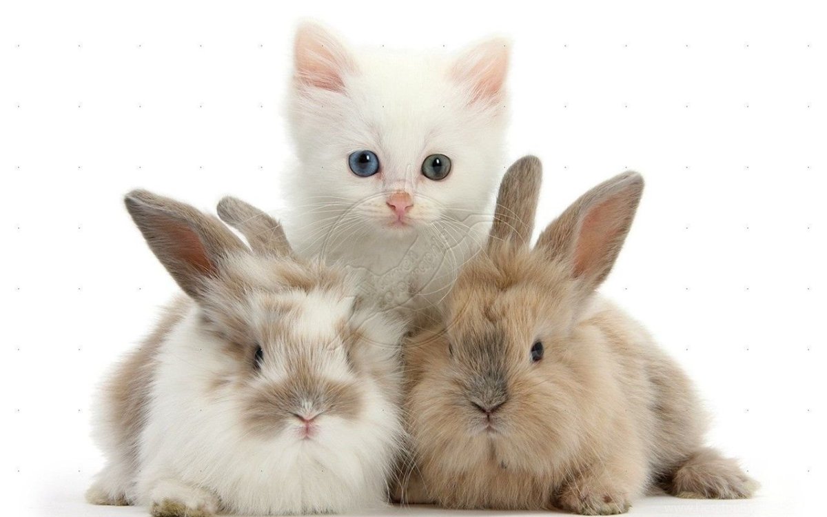 Котята и крольчата