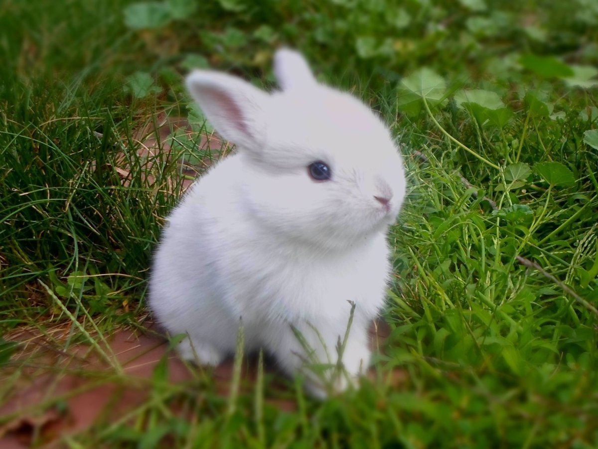 Карликовый кролик белый