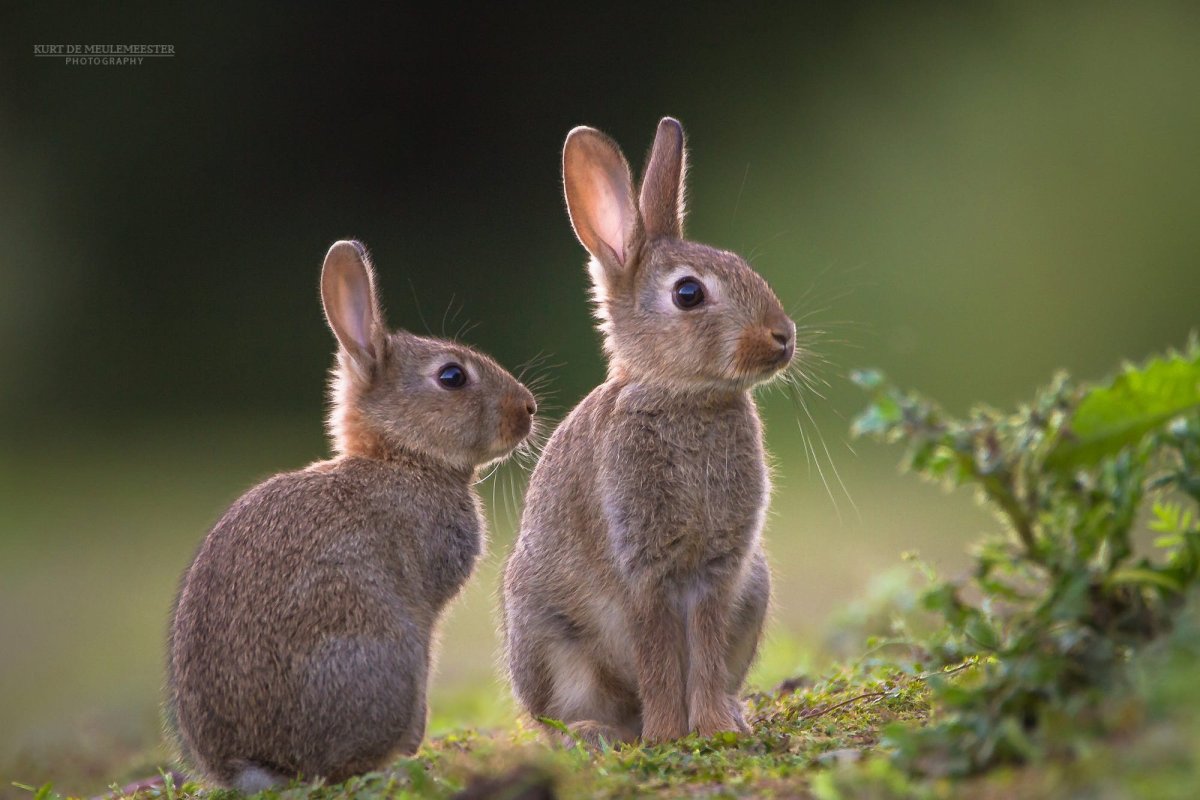 Зайчиха с зайчатами фото