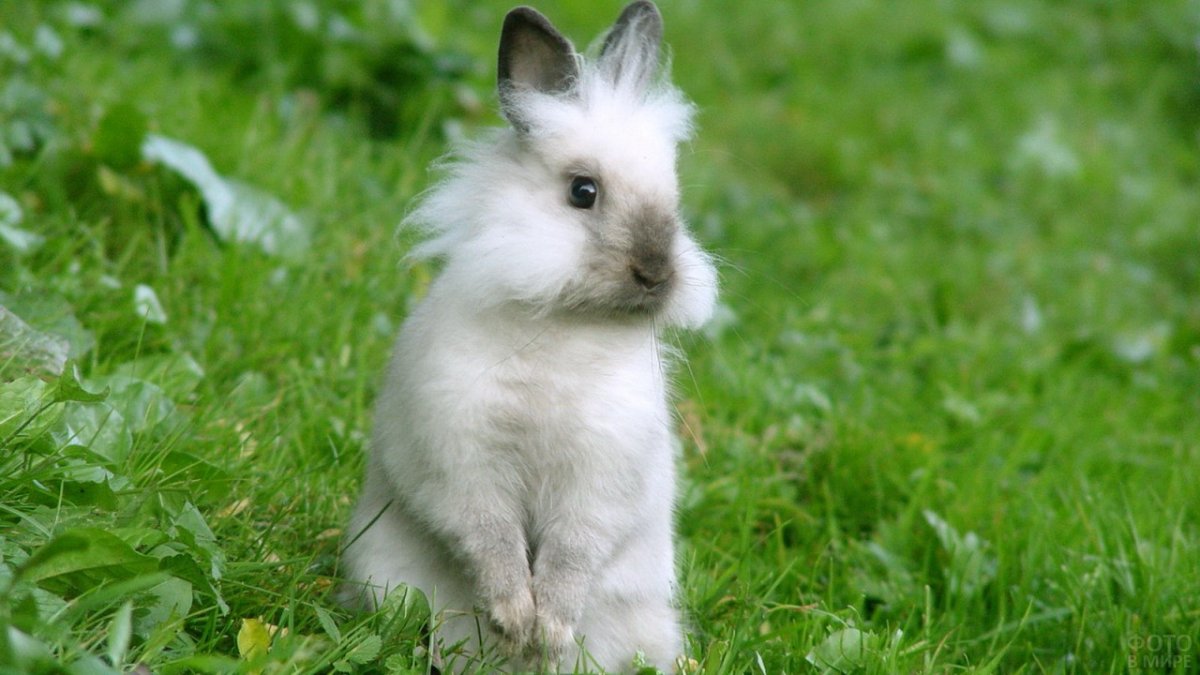 Маленькие кролики