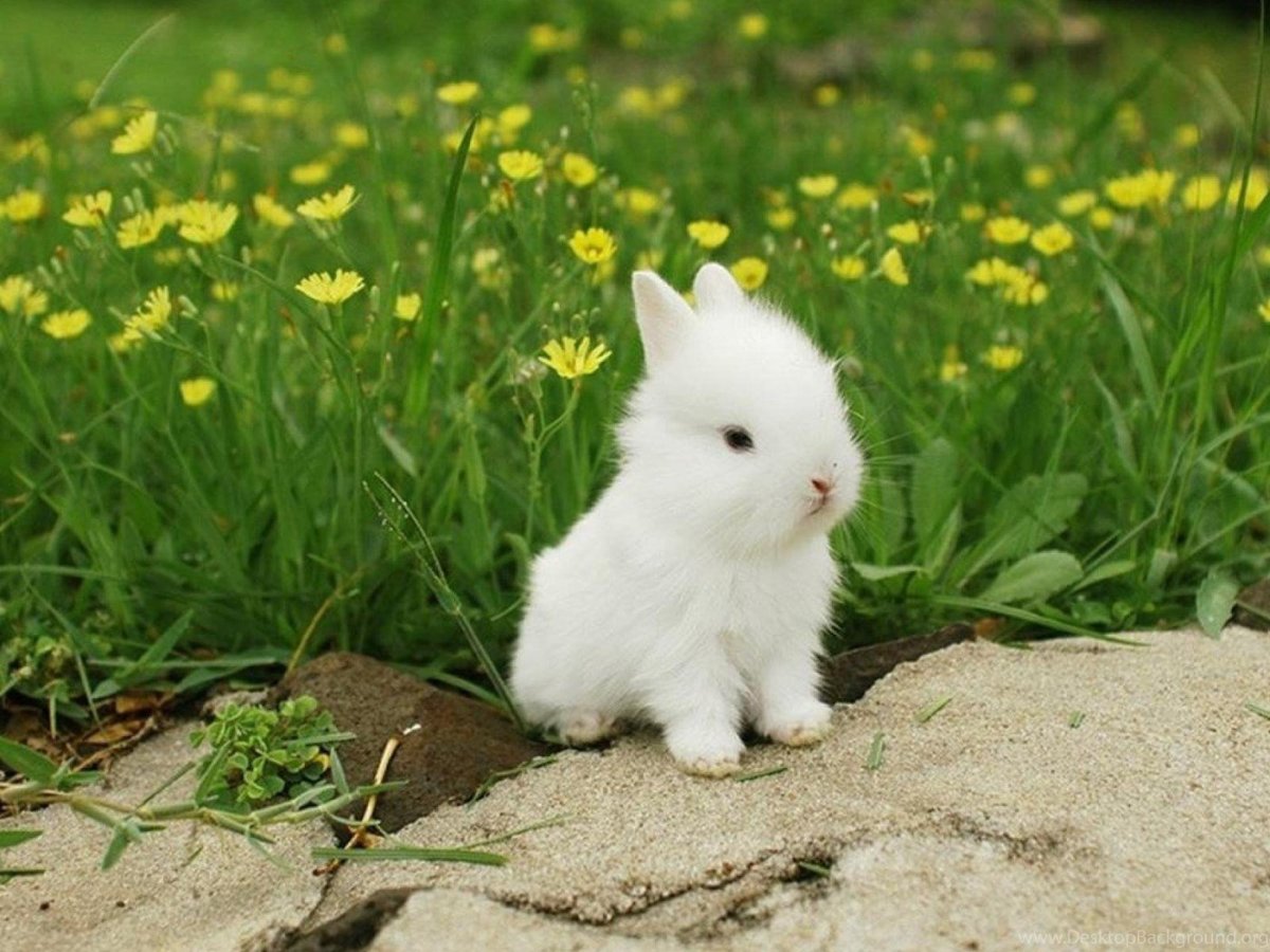 Tiny Bunny звери цветная