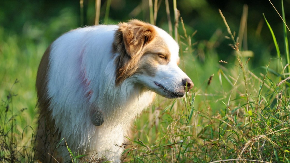 Животные осенью