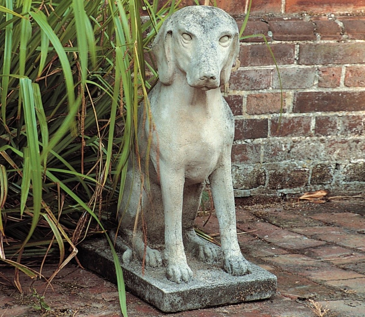 Порода собак Талбот