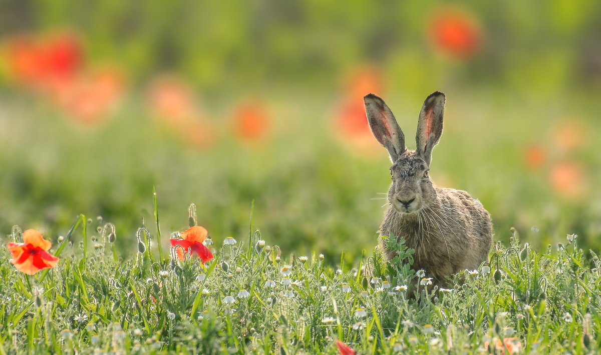 Заяц обои