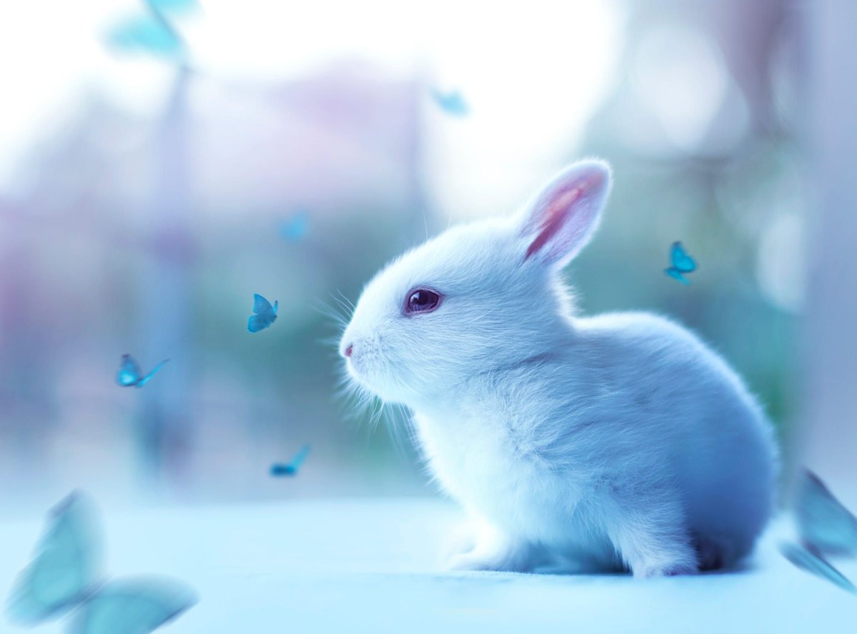 Красивые голубые кролики