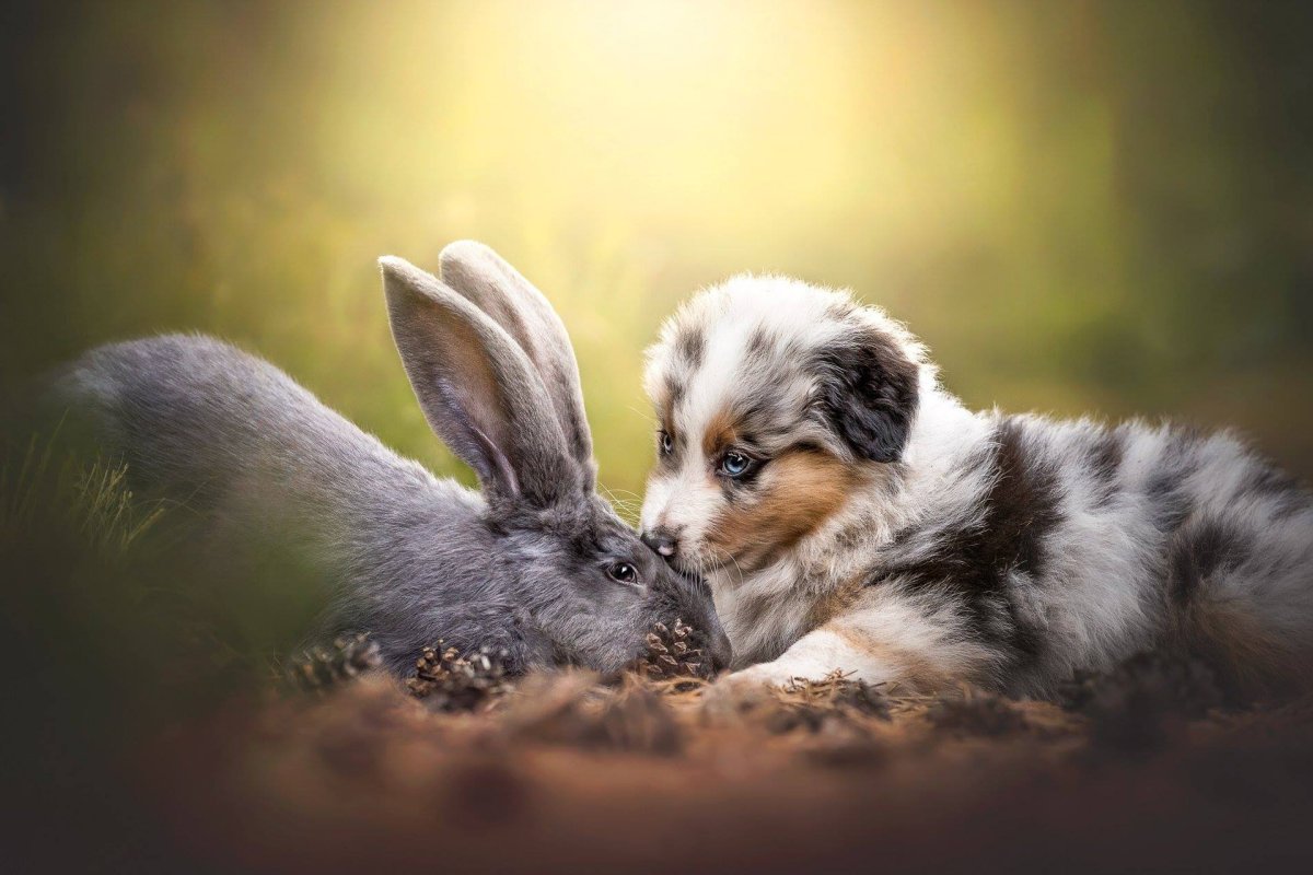 Собачка с кроликом