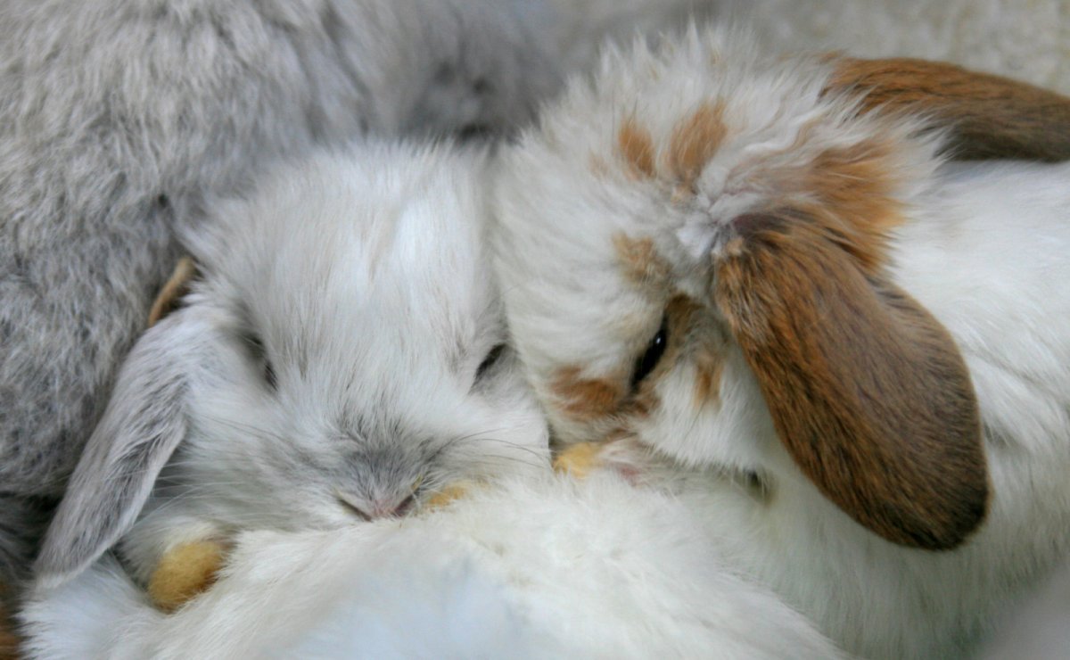 Кролики обнимаются