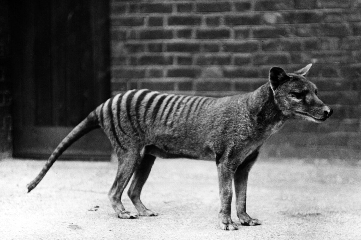 Овчарка Инго и Сова Польди