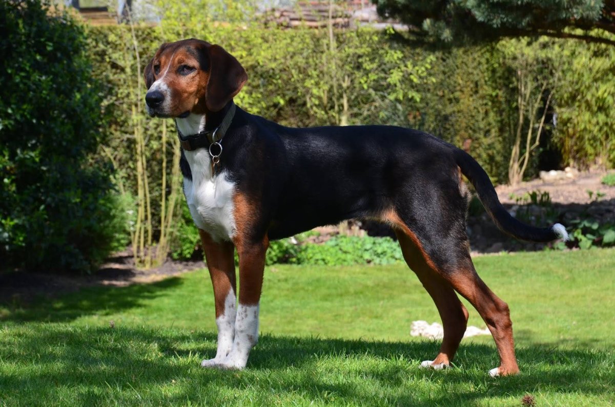 Карл Райхерт (Carl Reichert ),1836-1918. Австрия