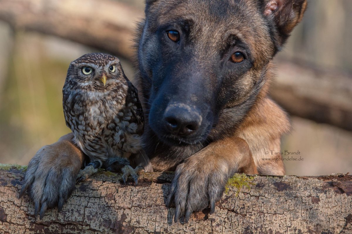 Гиеновидная собака: Африканская Дикая