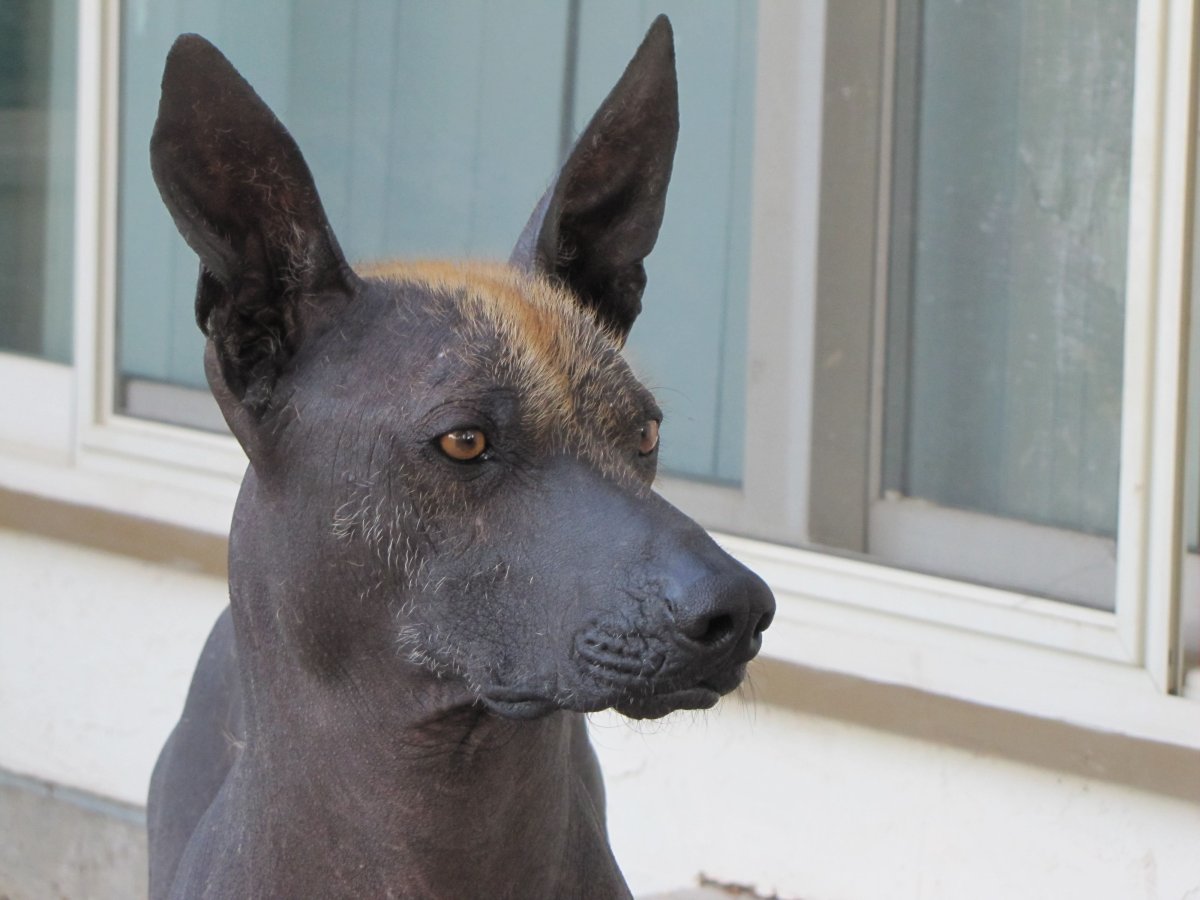 Джон Вуттон картины