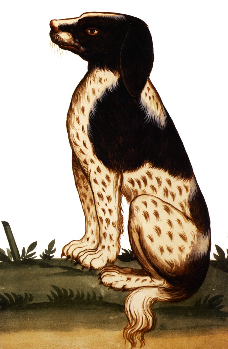 Хаски + пемброк